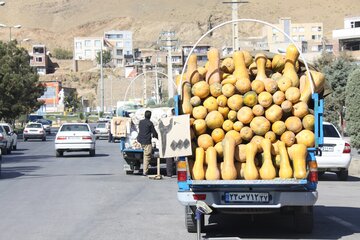 خرید و فروش کدو حلوایی در مهاباد