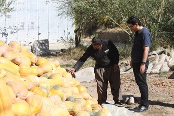 خرید و فروش کدو حلوایی در مهاباد