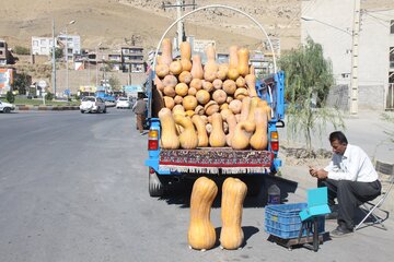 خرید و فروش کدو حلوایی در مهاباد