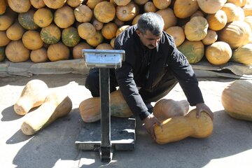 خرید و فروش کدو حلوایی در مهاباد