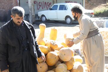 خرید و فروش کدو حلوایی در مهاباد