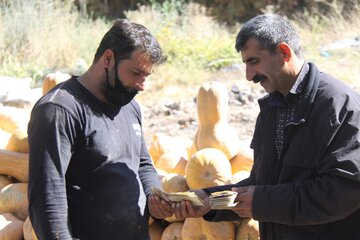 خرید و فروش کدو حلوایی در مهاباد