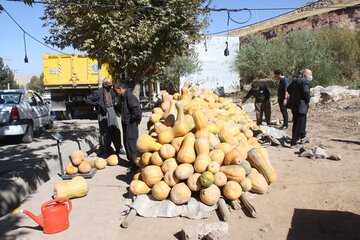 خرید و فروش کدو حلوایی در مهاباد