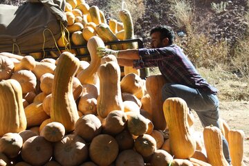 خرید و فروش کدو حلوایی در مهاباد