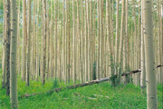 ۱۰۰ هزار هکتار زراعت چوب در ناحیه رویشی زاگرس طی ۶ سال 