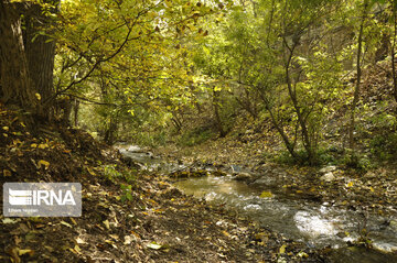 Fall swaggers in northern Iran