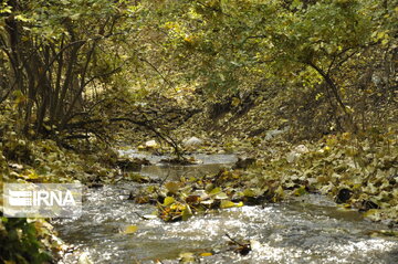 Fall swaggers in northern Iran