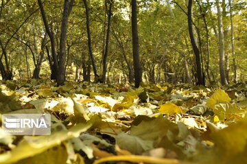 Fall swaggers in northern Iran