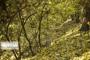 Fall swaggers in northern Iran