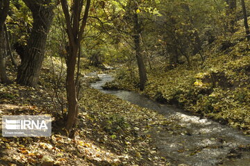 Fall swaggers in northern Iran