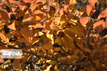 Fall swaggers in northern Iran