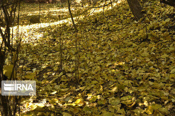 Fall swaggers in northern Iran