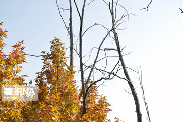 Fall swaggers in northern Iran