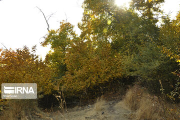 Fall swaggers in northern Iran