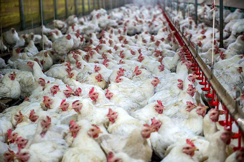 لزوم مصرف مرغ کمتر از ۱.۸ کیلوگرم برای حفظ سلامت 1