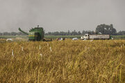 Rice cultivation in Iranian cities