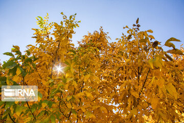 Autumn beauties of southwestern Iran; Saman County