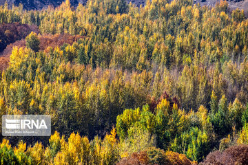 Autumn beauties of southwestern Iran; Saman County