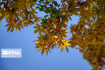 Autumn beauties of southwestern Iran; Saman County