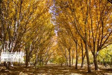 Autumn beauties of southwestern Iran; Saman County