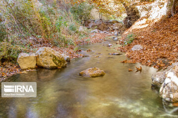 Autumn beauties of southwestern Iran; Saman County