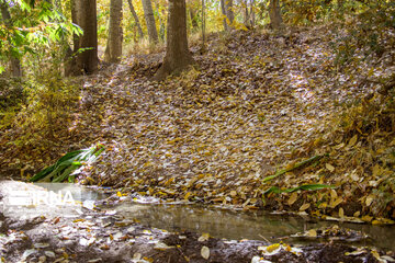 Autumn beauties of southwestern Iran; Saman County