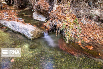 Autumn beauties of southwestern Iran; Saman County