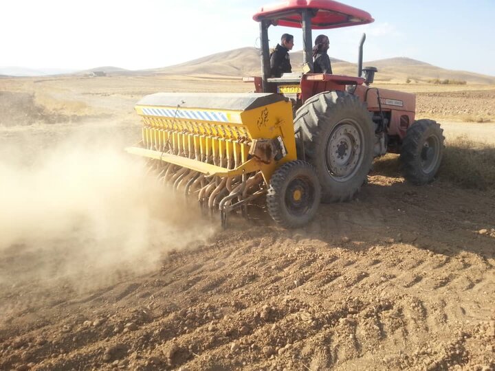 سه هزار هکتار از زمین‌های کشاورزی ایرانشهر به کشت گندم اختصاص یافت