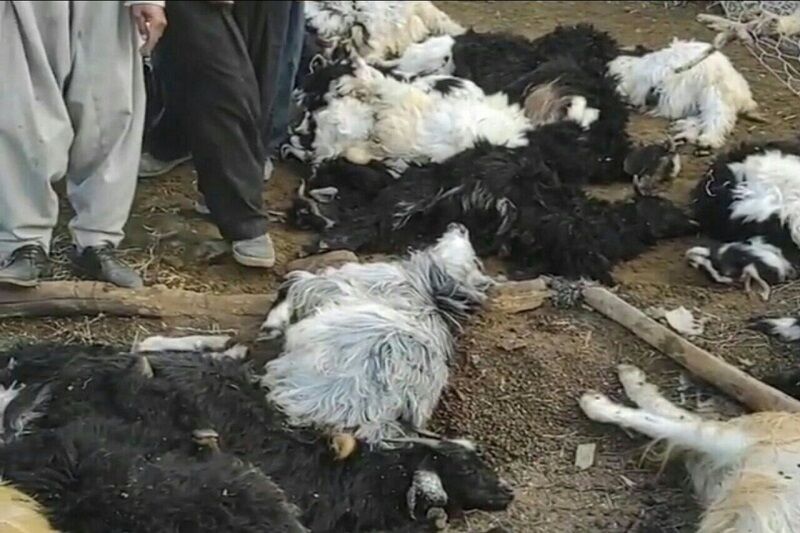حمله هشت قلاده گرگ به گوسفندان در چشمه کبود پلدختر