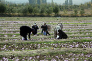 ۲ هزار و ۷۵۰ خانوار کشاورز خراسان شمالی حقوق‌بگیر بیمه اجتماعی شدند