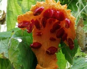 Momordica, medicinal herb planted in Orumiyeh, northwestern Iran