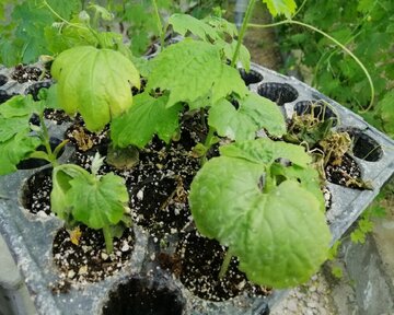 Planting Momordica in northwestern Iran