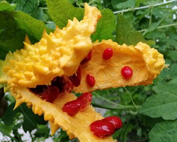 Planting Momordica in northwestern Iran