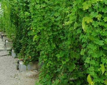 Planting Momordica in northwestern Iran