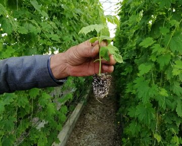 Planting Momordica in northwestern Iran