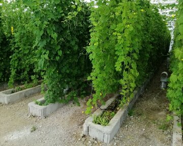 Planting Momordica in northwestern Iran