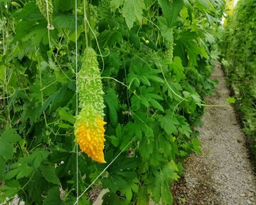 Planting Momordica in northwestern Iran