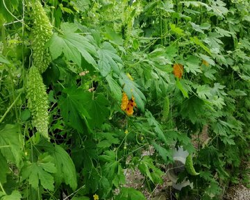 Planting Momordica in northwestern Iran