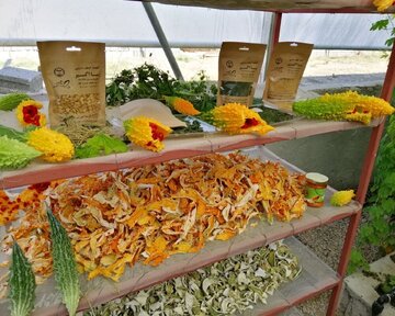 Planting Momordica in northwestern Iran