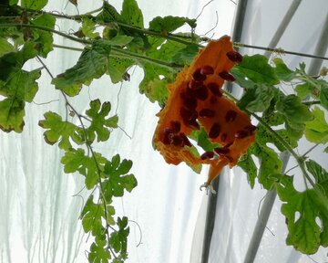 Planting Momordica in northwestern Iran