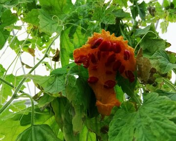 Planting Momordica in northwestern Iran