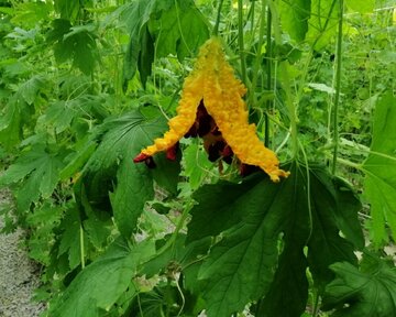 Planting Momordica in northwestern Iran