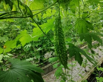 Planting Momordica in northwestern Iran