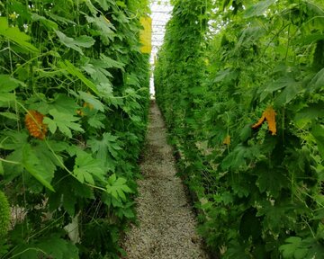 Planting Momordica in northwestern Iran