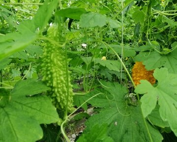 Planting Momordica in northwestern Iran