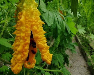 Planting Momordica in northwestern Iran