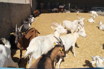 Elevage des chèvres suisses au centre d'Iran