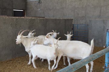 Elevage des chèvres suisses au centre d'Iran