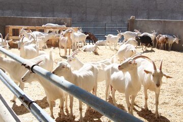 Elevage des chèvres suisses au centre d'Iran