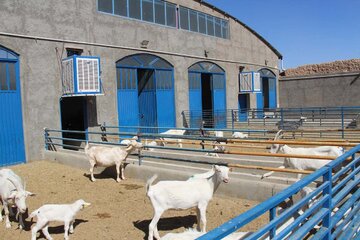 Elevage des chèvres suisses au centre d'Iran